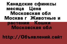 Канадские сфинксы 4месяца › Цена ­ 8 000 - Московская обл., Москва г. Животные и растения » Кошки   . Московская обл.